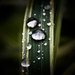 drops of heaven
