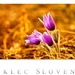 PONIKLEC SLOVENSKÝ