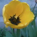 Kvet Tulipán