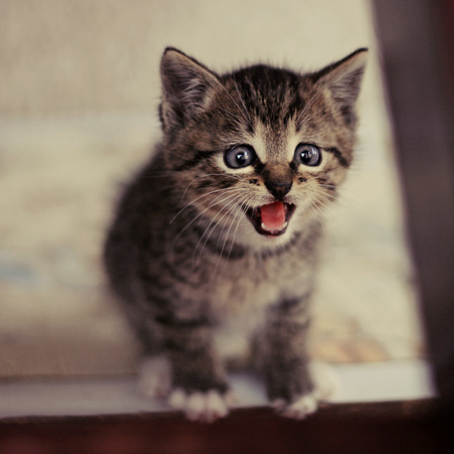 Kitten