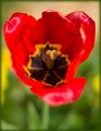 Tulipán na konci života
