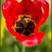 Tulipán na konci života