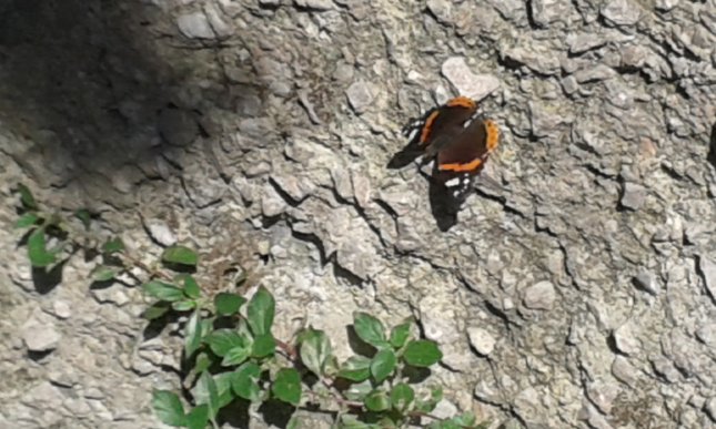 Motyl