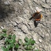 Motyl