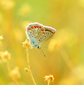 motyl
