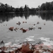 rybník