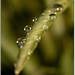 Water drops