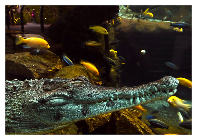 In a Reptile Aquarium