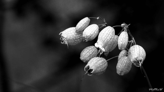 Spolu