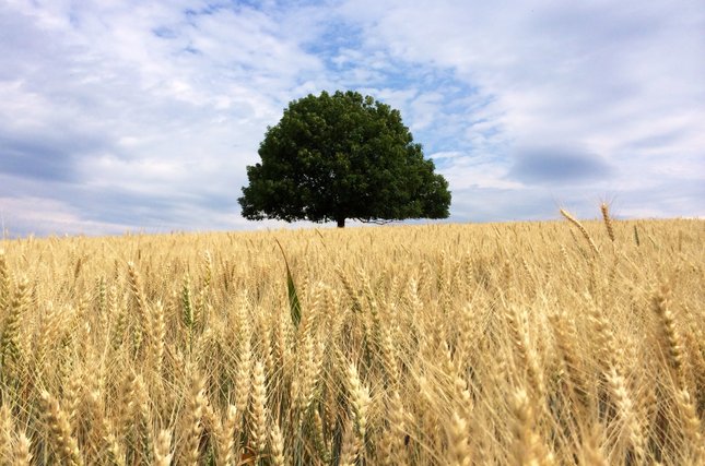 Sila osamelého stromu