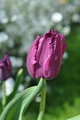 Tulipán