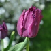 Tulipán