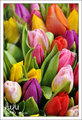 tulips of Amsterdam