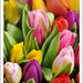 tulips of Amsterdam