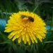 Oddych včielky