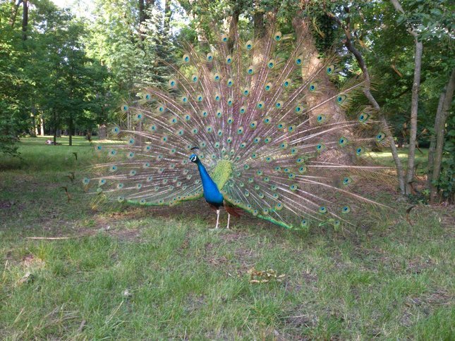 Pezinský park