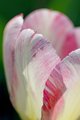 Lupene tulipánu
