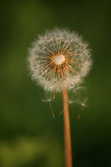 Falling seeds