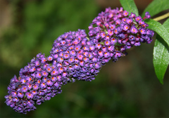 The flower