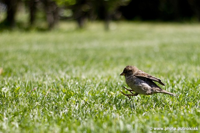 čvirikles in progres