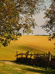 Cesta