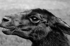 Lama