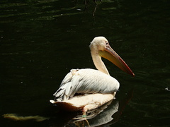 Pelikán