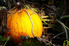 Žiara