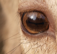 ...jeleň z iného pohľadu...