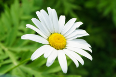Margarétka