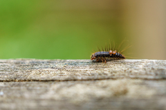 Larva