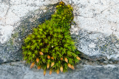 Zelená