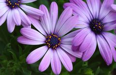 Balkonove kvety / až na jar /