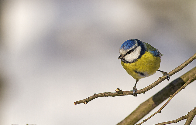 Cyanistes caeruleus