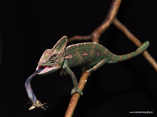 Chameleón jemenský