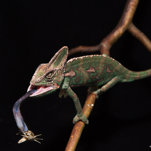Chameleón jemenský