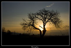 Dancing tree