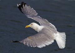 argentatus-michaellis-cachinnans