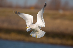 Larus (Chroicocephalus) ridibund