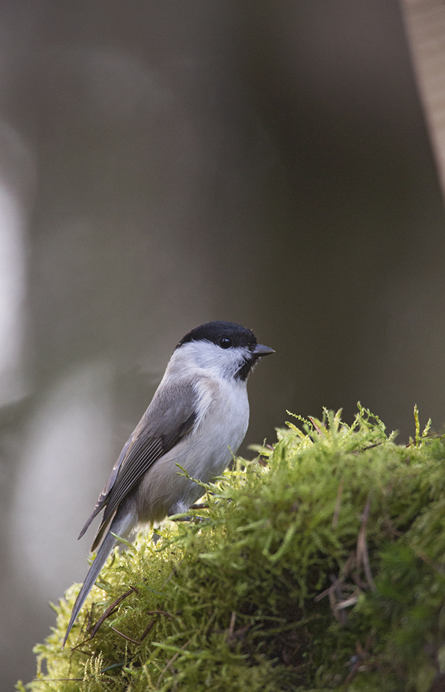 Poecile palustris, sýkorka hôrna