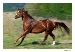 panning  quarter horse