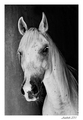 portret