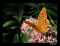 Perlovec sp.
