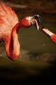 Mr. Pink