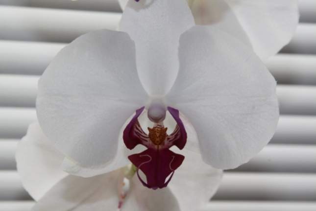 Moja Orchidea...