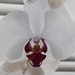 Moja Orchidea...