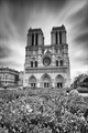 Cathédrale Notre-Dame de Paris
