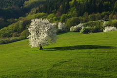 Čerešňa jarná