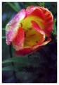 Tulipán