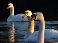 swans